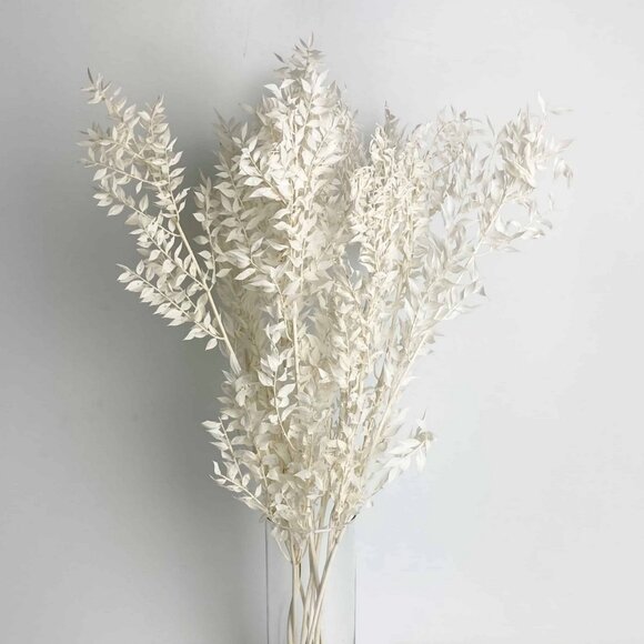 Dried Italian Ruscus White - Picture 3 of 6